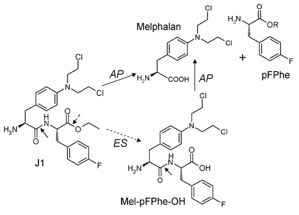 Chemical structure of melflufen (J1), melphalan, and the proposed targeting of tumor cells