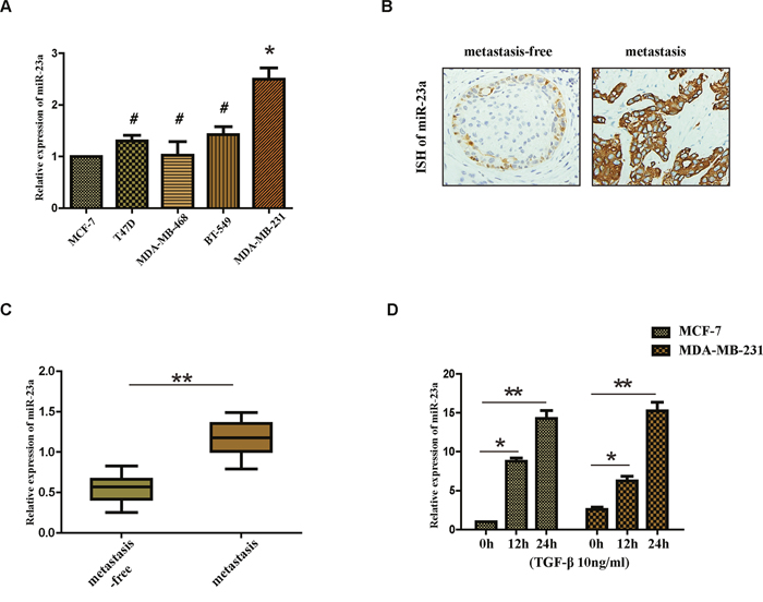 Expression of miR-23a in cell lines and human tissues and the treatment of TGF-&#x03B2;1 upregulates the expression of miR-23a in MCF-7 and MDA-MB-231 cell lines.