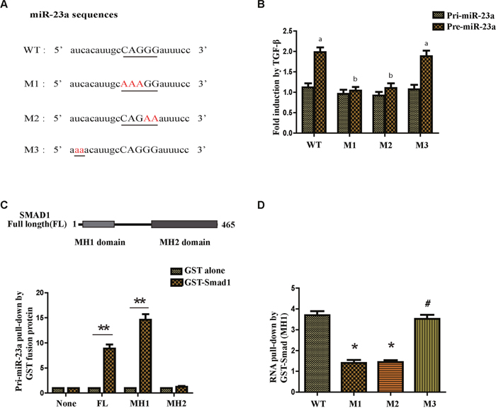 TGF-&#x03B2;1 regulates miR-23a post-transcriptionally and the R-SBE sequence is essential for the association of SMAD MH1 domain and miR-23a.