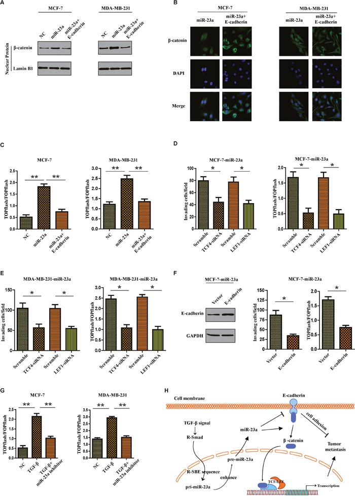 MiR-23a targets CDH1 to hyperactivate Wnt/&#x03B2;-catenin signaling and subsequently mediates the TGF-&#x03B2;1-induced EMT and tumor invasion in breast cancer.