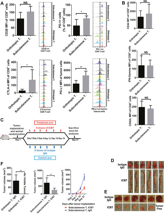 Immune checkpoint profile and response to ICBT differed in orthotopic and subcutaneous tumors.