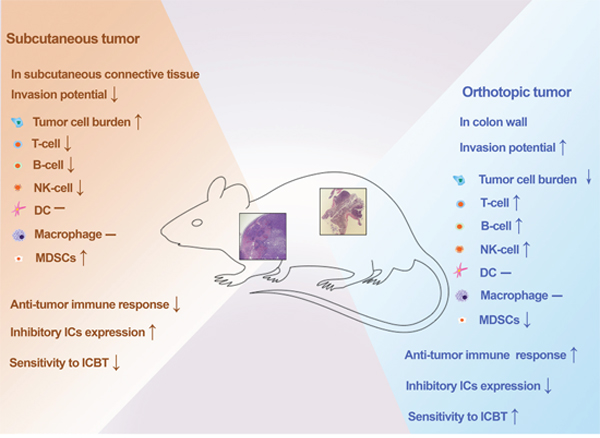 Summary of comparisons between the novel orthotopic CRC model and classic subcutaneous CRC model.