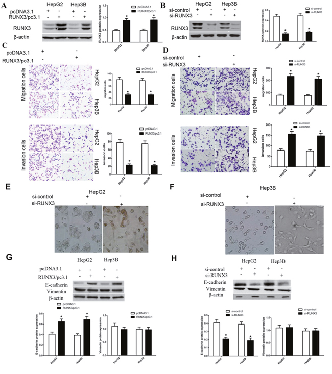 RUNX3 negatively regulates hepatocellular carcinoma cell motility and activates E-cadherin expression.