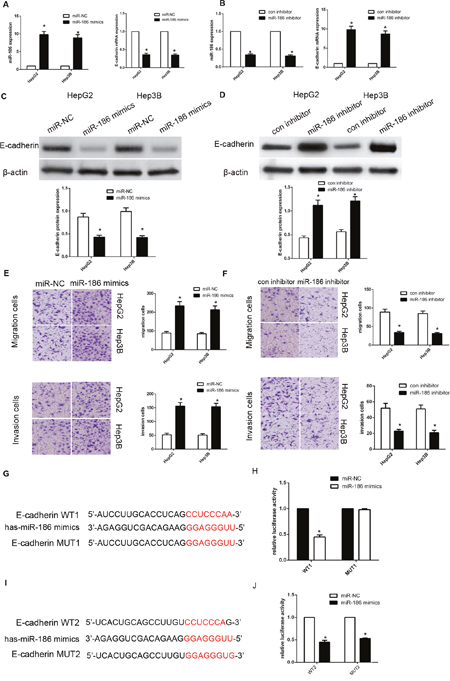 MiR-186 downregulated E-cadherin expression by directly targeting its 3&#x2019;-UTR.