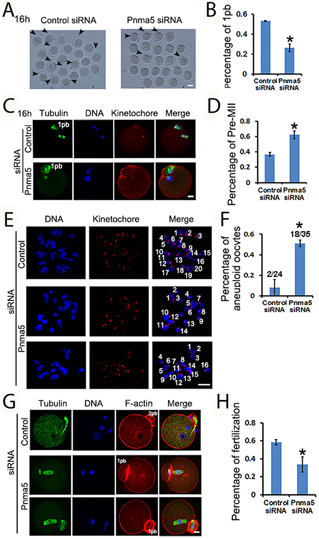 Pnma5 is important to oocyte maturation and normalfertilization.