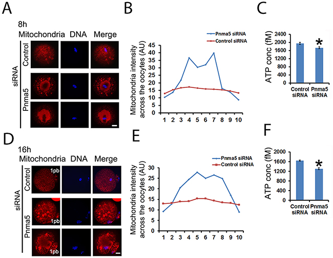 Pnma5 is required for mitochondria dynamics and function.