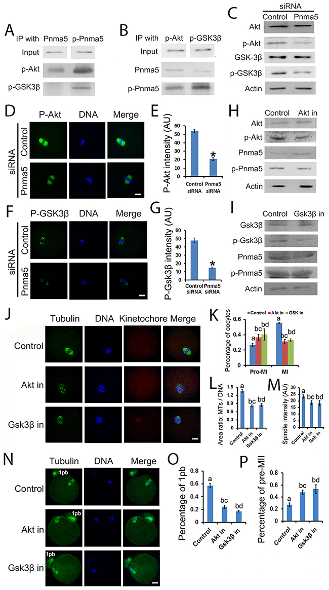 Pnma5 phosphorylation regulates meiosis through the Akt&rarr;Gsk3&beta; pathway.