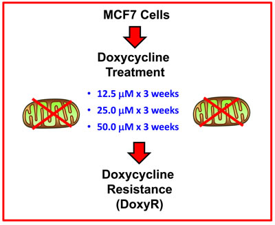 Generating MCF7 DoxyR cells.