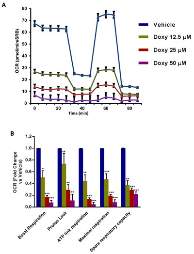 Mitochondrial respiration is inhibited in MCF7 DoxyR cells.