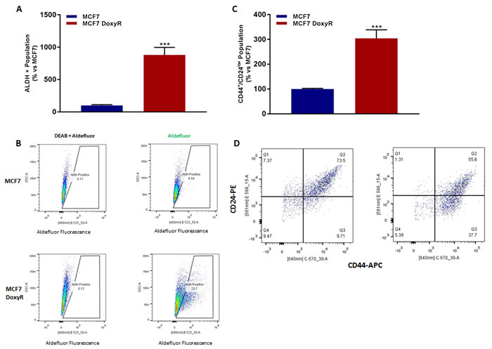 MCF7 DoxyR cells show increased CSC markers.