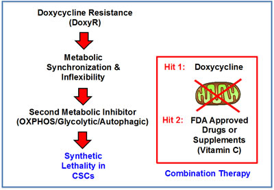 A two-hit synthetic lethal strategy for eradicating DoxyR CSCs.