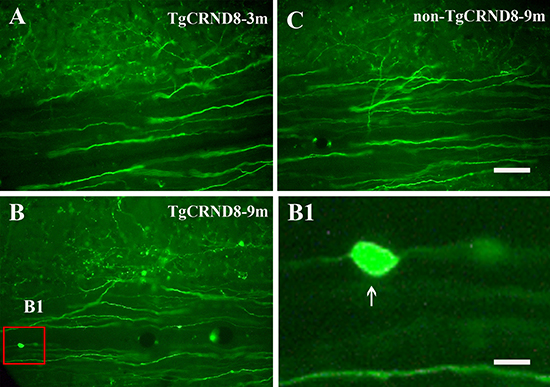 Figure 5: