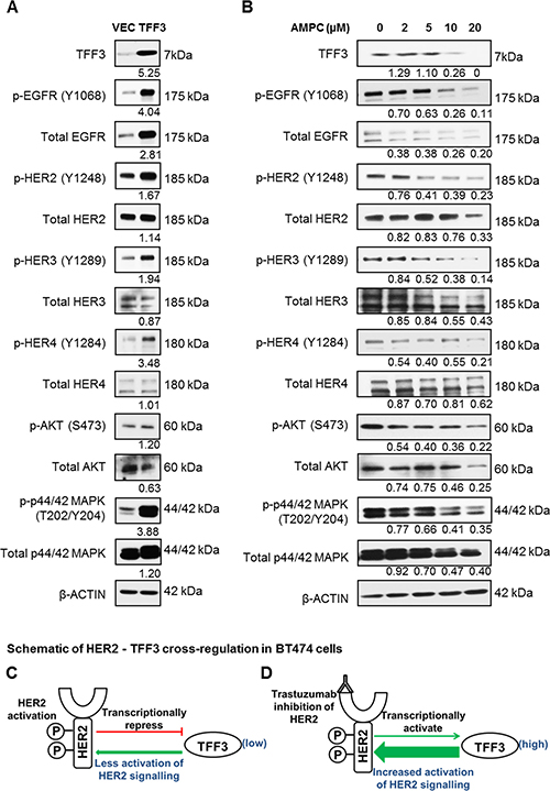 Forced expression of TFF3 activated HER signalling activity, while inhibition of TFF3 by AMPC decreased HER signalling activity in BT474 cells.