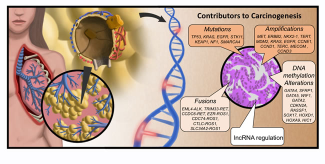 Molecular origins of LUAD.