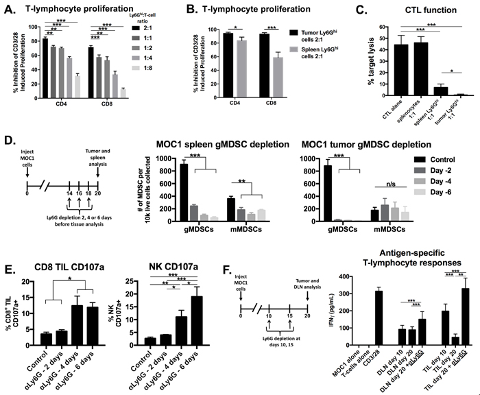Depletion of immunosuppressive gMDSCs from MOC1 tumor-bearing mice enhanced effector immune cell activation and rescued antigen-specific T-lymphocyte reactivity lost with tumor progression.