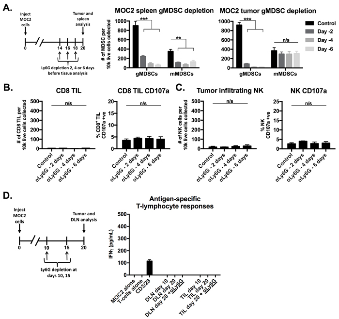 Depletion of gMDSCs from MOC2 tumor-bearing mice did not enhance effector immune cell activation.