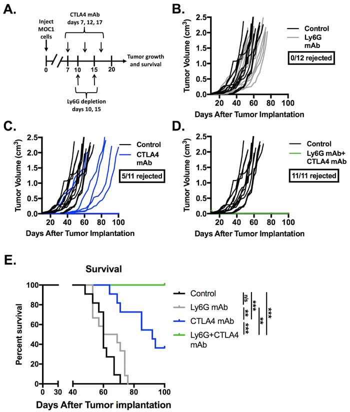Depletion of gMDSC sensitized MOC1 tumors to CTLA-4 mAb induced tumor rejection.