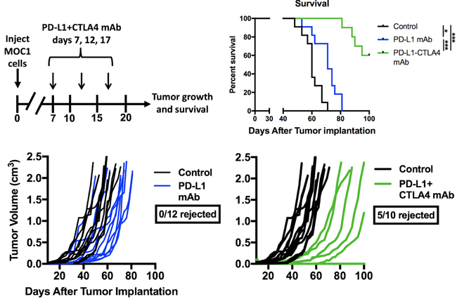 Addition of PD-L1 mAb to CTLA-4 mAb did not enhance MOC1 tumor control or rejection rates.
