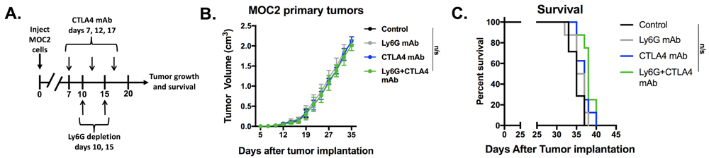 Depletion of gMDSC did not enhance responses to CTLA-4 mAb in MOC2 tumor-bearing mice.