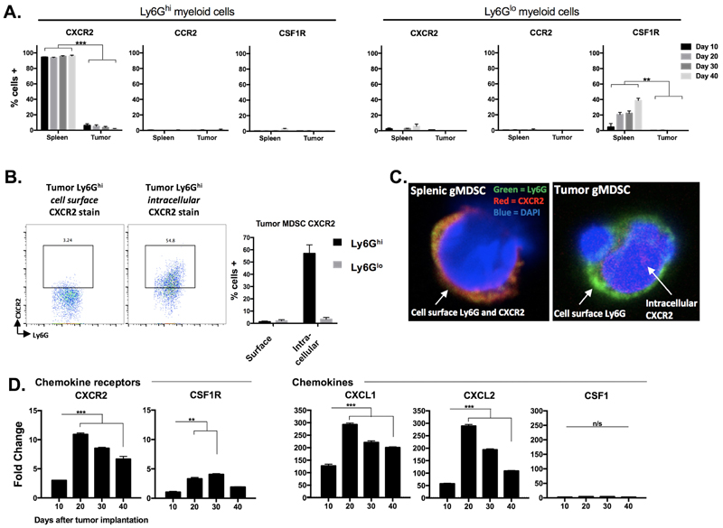 gMDSC appear to be recruited into the tumor microenvironment through CXCR2 signaling.