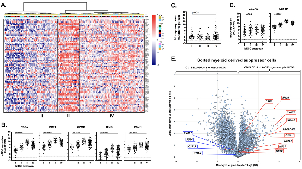 Analysis of human HNSCC data revealed high CXCR2 axis and checkpoint expression and identified MDSC rich subgroups that are T-cell inflamed.