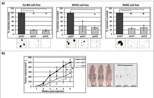 Figure 5: