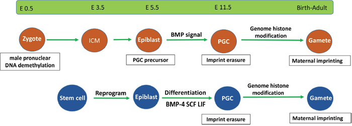 Epigenetic events in endogenous and stem cell-derived germ cells.