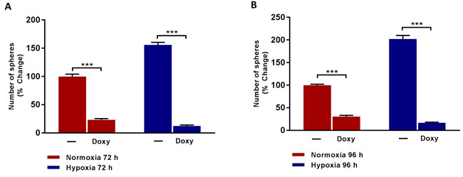Doxycycline inhibits the formation of mammosphere induced by prolonged hypoxia.