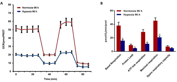 Mitochondrial respiration is inhibited in MCF7 cells exposed to chronic hypoxia.