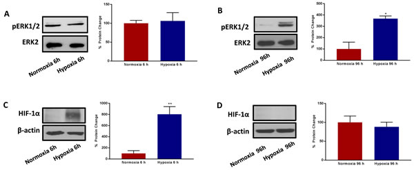 Prolonged hypoxia activates MAPK signalling, without modifying HIF-1&#x3b1; expression.