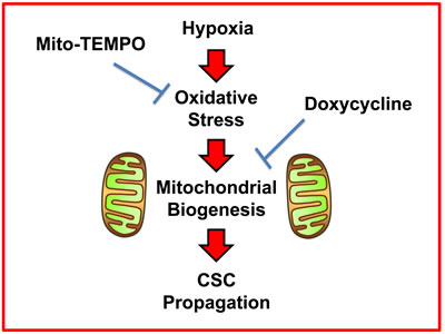 Schematic diagram summarizing the role of ROS production, oxidative stress and mitochondrial biogenesis in maintaining &#x201c;stemness&#x201d; in cancer cells.