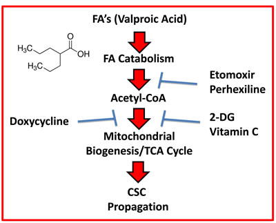 Schematic diagram summarizing the role of fatty acid oxidation (FAO) in driving CSC propagation.