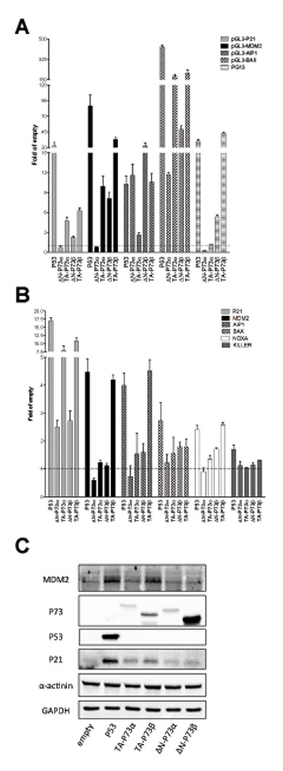 Figure 4; &#x2206;N- and TA-P73 isoforms exhibit differences in transactivation capacity but not in specificity in HCT116 P53-/- cells.