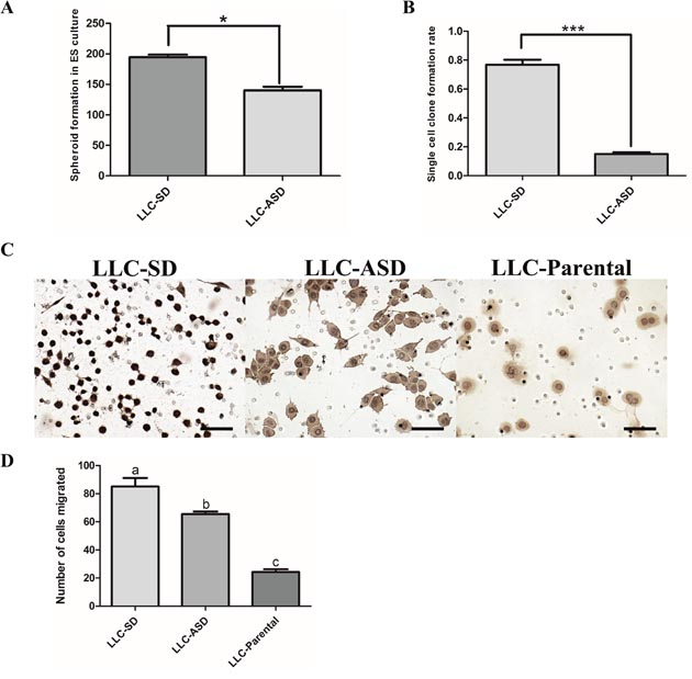 LLC-SD culture contains more stem-like cancer cells.