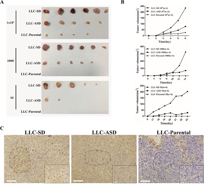 Tumorigenicity of LLC-SD and LLC-ASD in nude mice.