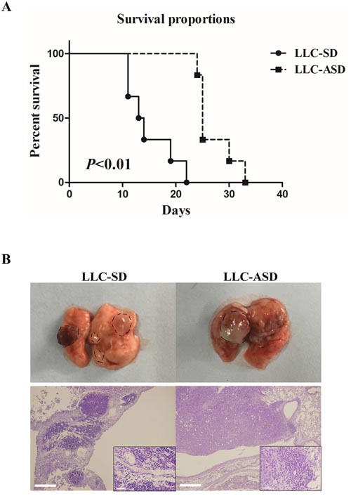 Cancer biology of LLC-SD and LLC-ASD in C57BL/6 mice.