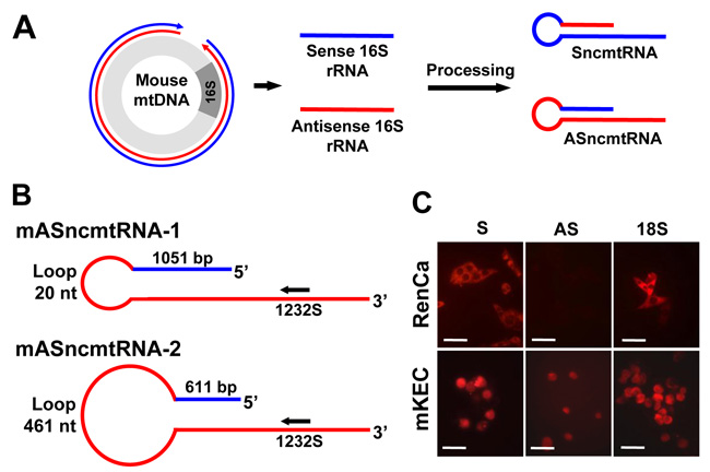 Expression of the mSncmtRNA and the mASncmtRNAs in normal mouse kidney epithelial cells (mKEC) and RenCa cells.