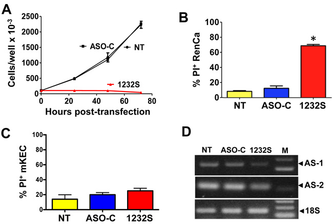 ASK induces inhibition of proliferation and death of RenCa cells.