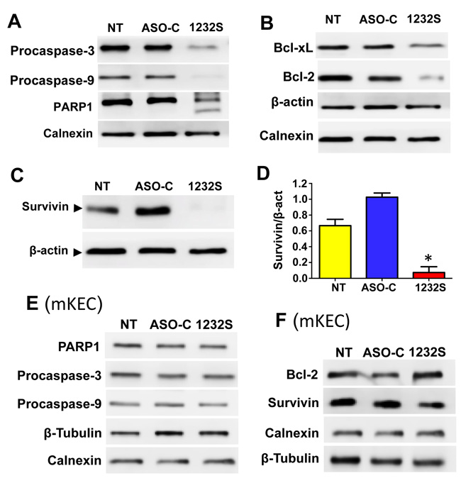 ASK induces activation of pro-apopototic factors and downregulation of anti-apoptotic factors.