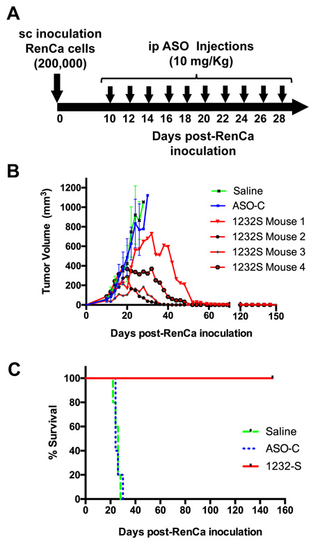 ASK inhibits subcutaneous RenCa tumor growth.