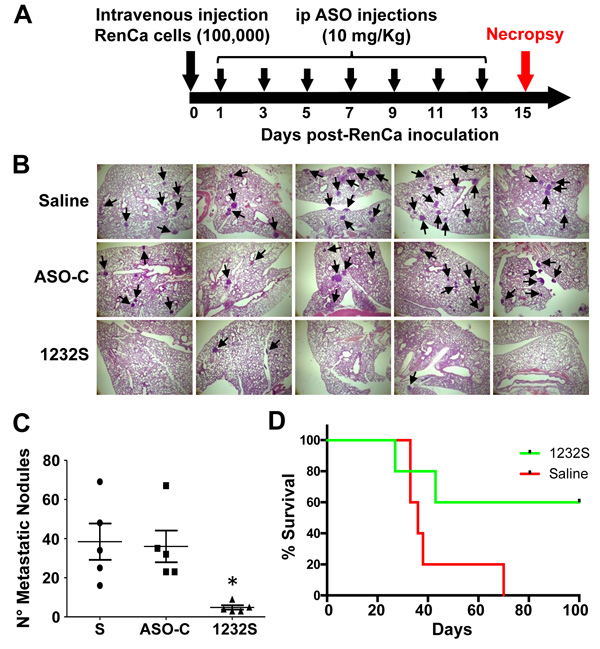 Tail vein RenCa metastasis assay.