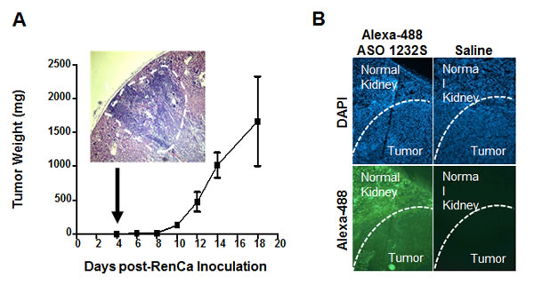 Kinetics of orthotopic RenCa tumor growth and tumoral 1232S entry.