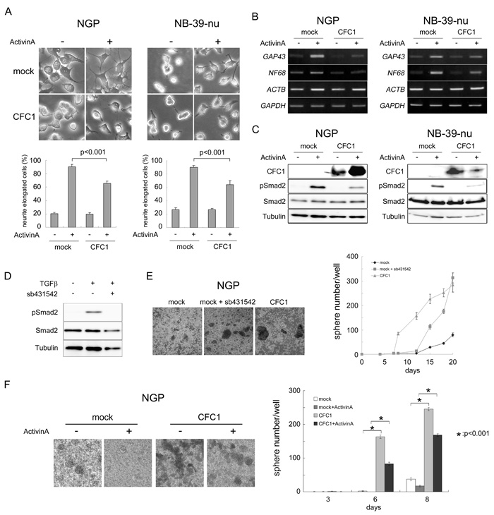 CFC1 inhibits Activin-induced NB cell differentiation and Smad2 activation.