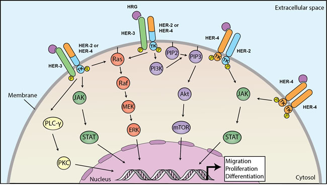Heregulins bind to HER3 or HER4 to mediate downstream signaling linked to carcinogenesis.