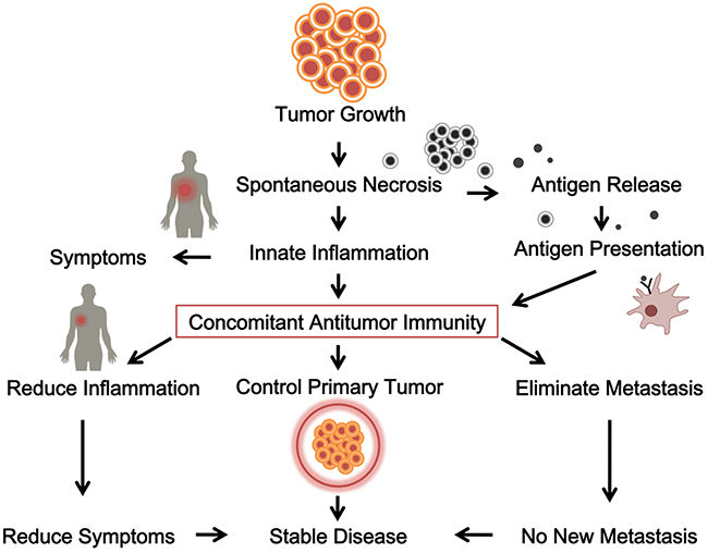 The initiation, establishment and function of a concomitant antitumor immunity in cancer patients.