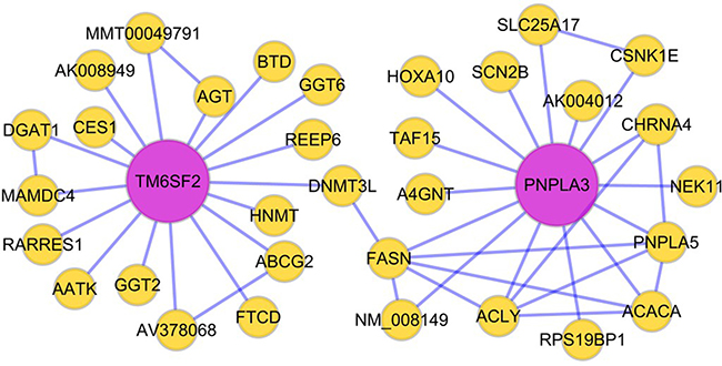 Hypothesized Bayesian network indicating linkage between the TM6SF2 and PNPLA3 genes.