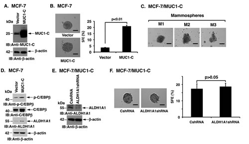 Overexpression of MUC1-C induces MCF-7 mammosphere formation.