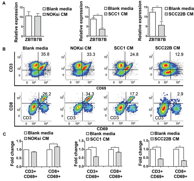 Secreted products from HNSCC decrease activation of CD3 and CD8 cells.