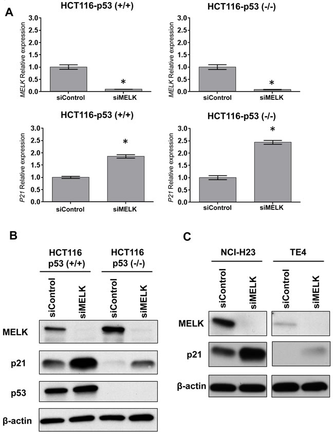 Knockdown effects of MELK in HCT116-p53 (+/+) and-p53 (-/-) cells.