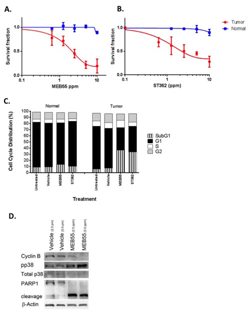 Enhanced sensitivity of primary prostate cancer cells to MEB55 and ST362.